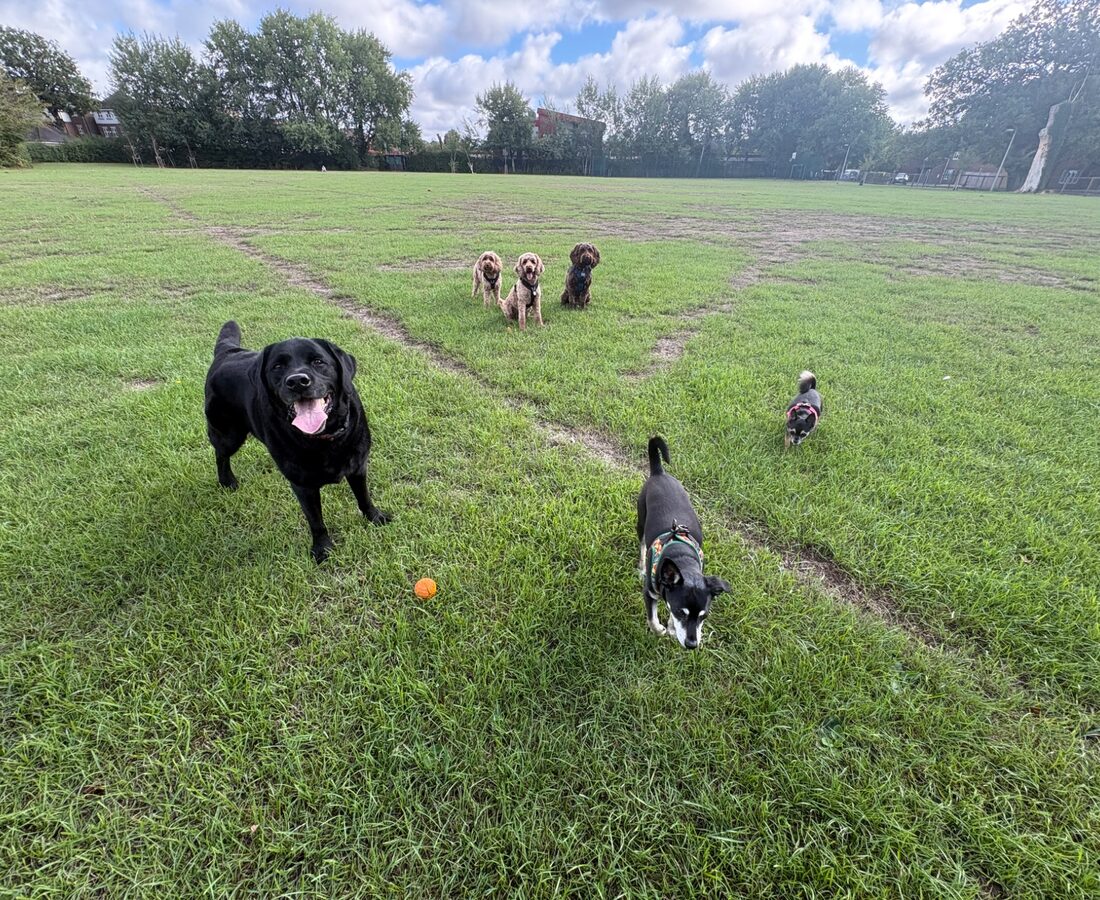 Dogs exploring a grassy field together