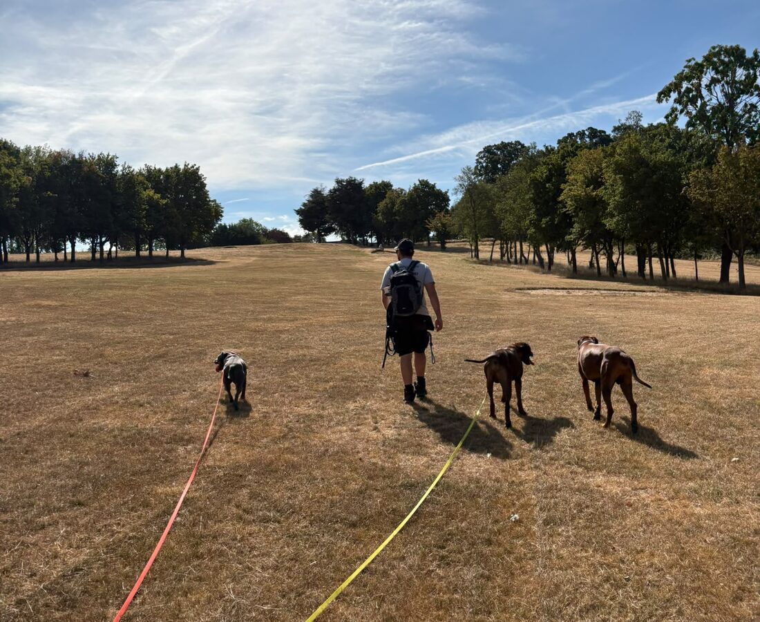 Rob walking a group of Running Paws dogs across an open field