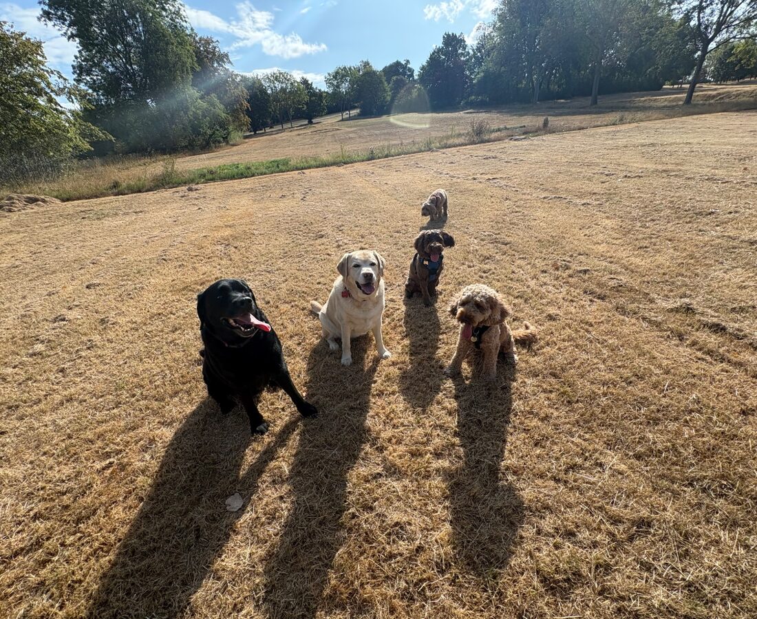 A group of dogs walking together across an open field