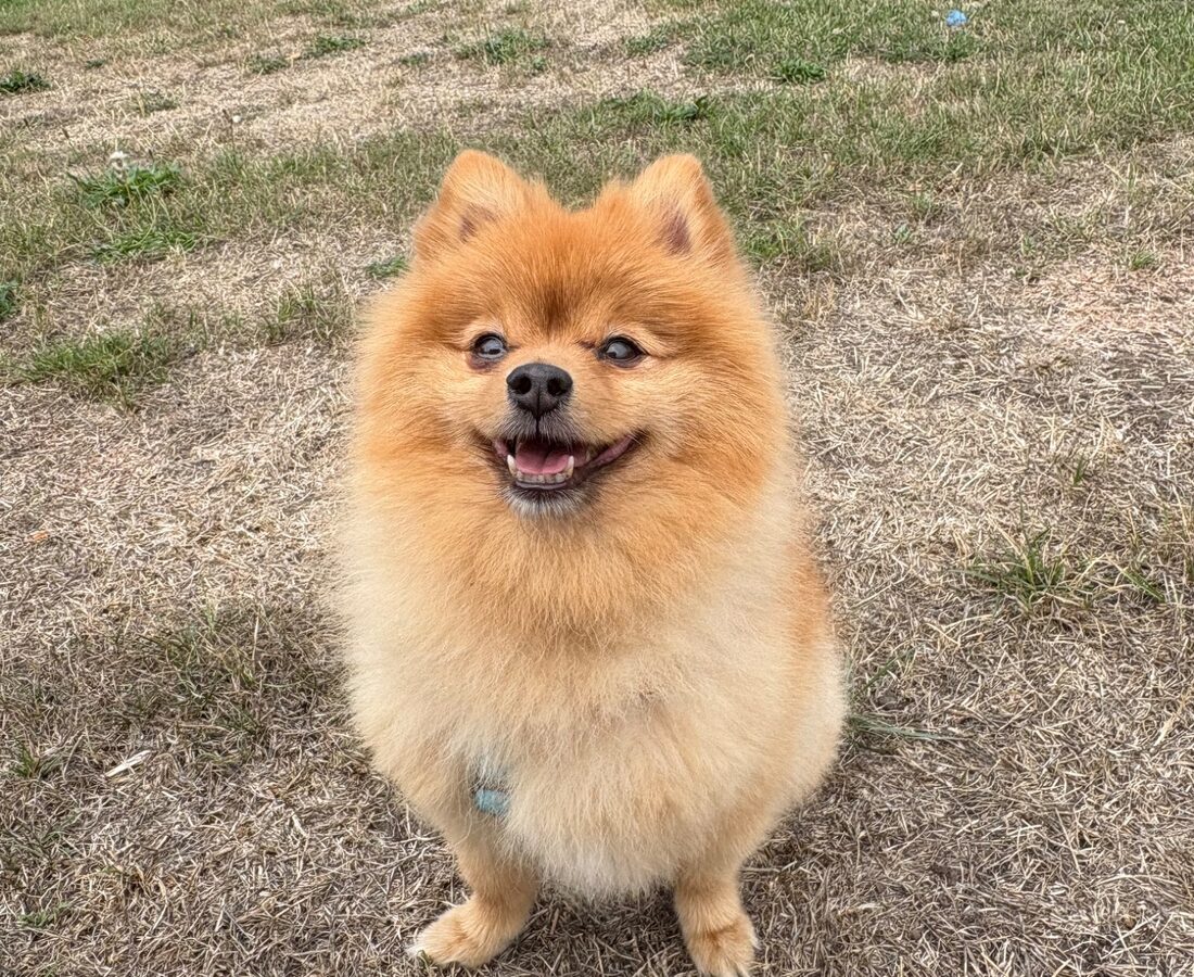 A happy small dog enjoying a walk