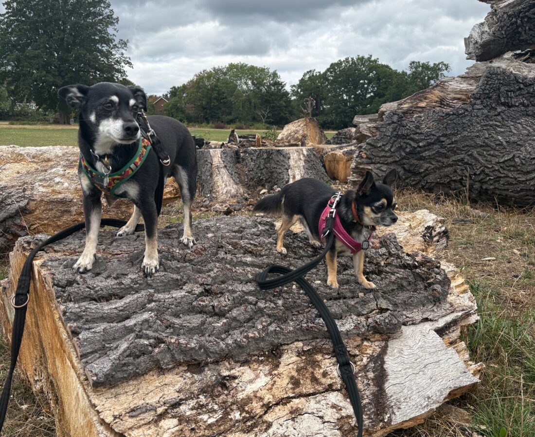 A group of dogs gathered around a fallen log