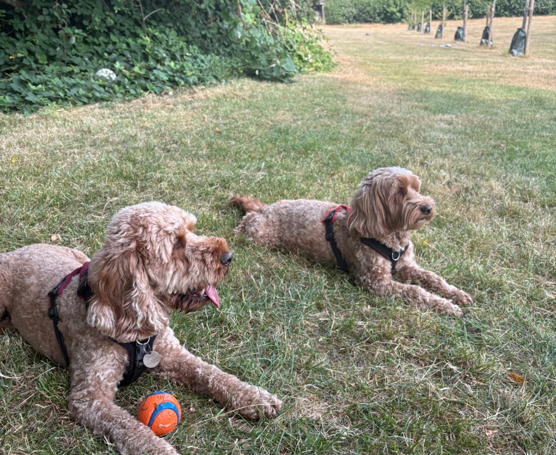 Two dogs enjoying outdoor playtime