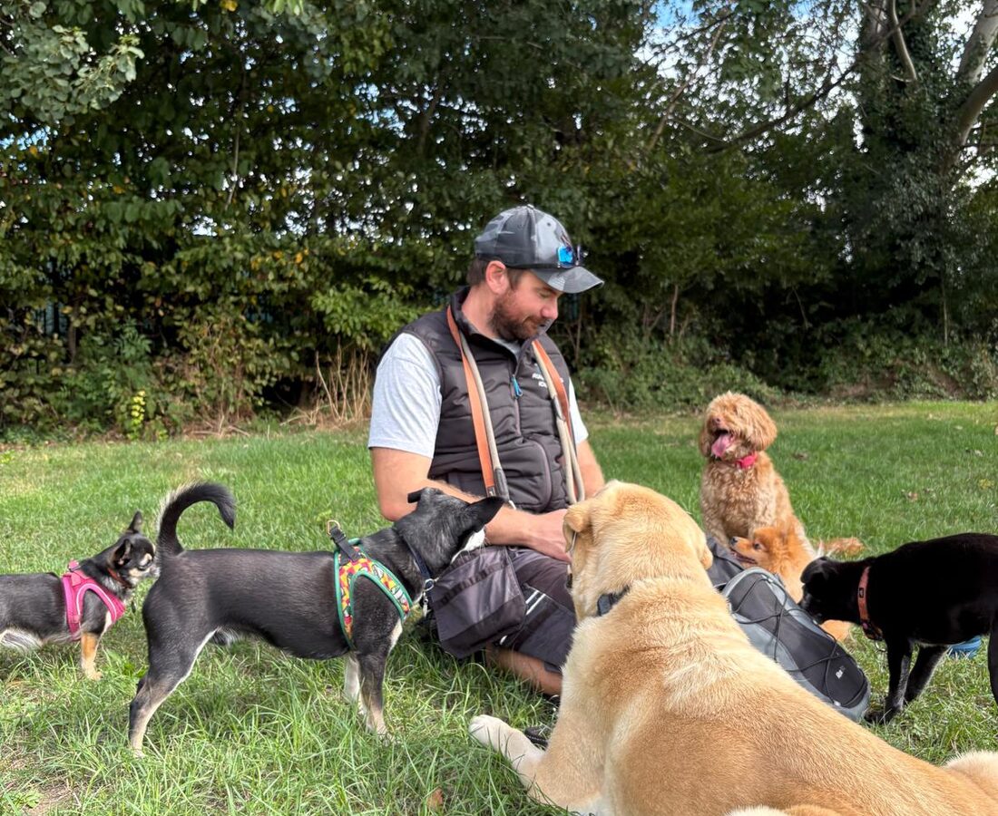 Rob spending time with a group of dogs during a walk