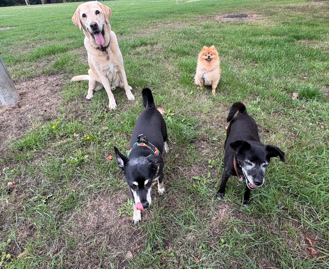 A settled group of dogs posing together outdoors